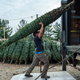 A man hoists a large Christmas tree over his head to load onto a truck as other trees sit in the background.